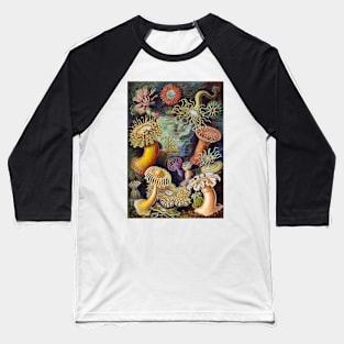 Sea Anemones by Ernst Haeckel Baseball T-Shirt